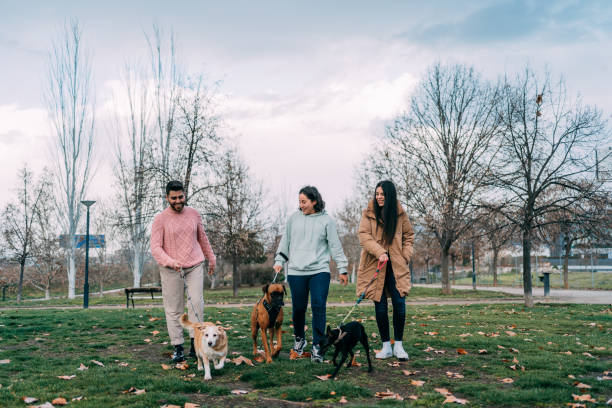 Lasting friendship bonds during a pet walk