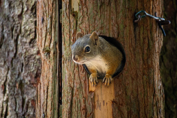 Micro-resilience in a peaceful setting